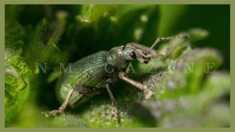 Trusted Birmingham Pest Control Services for Homes & Businesses Birmingham Pest Control