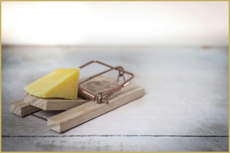 Pest Control Services for Your Home