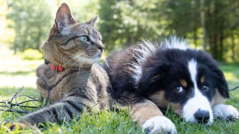 Simplified Pet Insurance