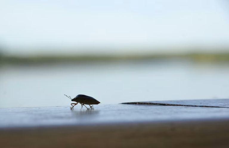 What Determines the Cost of Pest Control Services in Dubai?