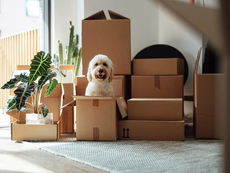 What It Really Costs to Move House